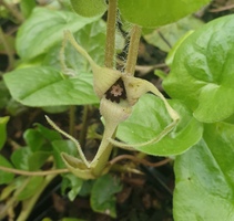 Asarum caudatum 